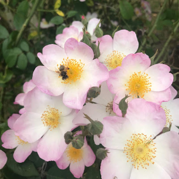 Meet your Posher, Charli - Picture 1 of 1